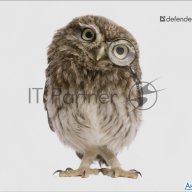 Коврик для мыши Defender Wild Animals и, 220x180x2 мм, 8 видов